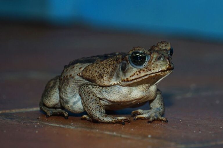 Suspected Cane Toad on Your Central or South Florida Patio After Dark? What to Do If Your Dog Mouths It