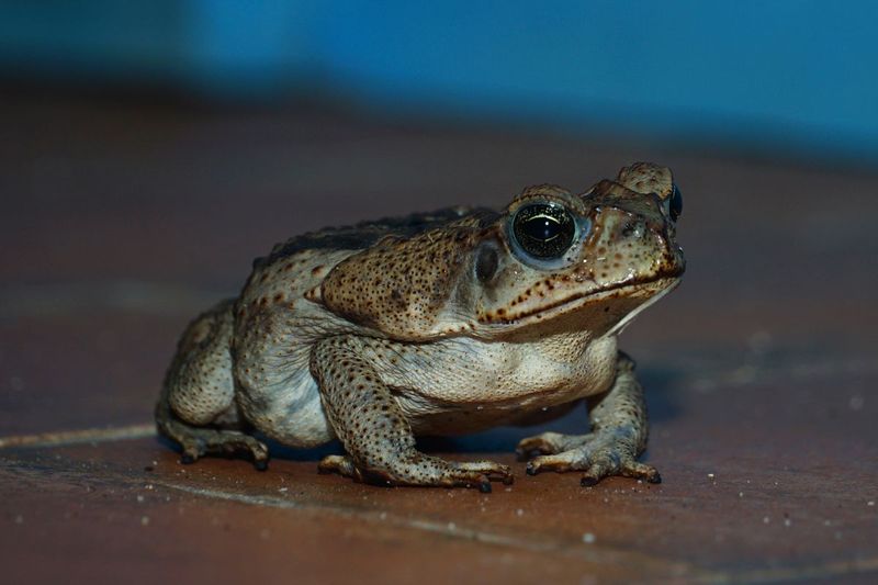 Suspected Cane Toad on Your Central or South Florida Patio After Dark? What to Do If Your Dog Mouths It