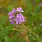 7 Florida Native Wildflowers That Bloom Through Winter in Sandy Beds Without a Drop of Extra Water