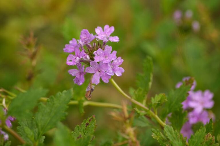 7 Florida Native Wildflowers That Bloom Through Winter in Sandy Beds Without a Drop of Extra Water