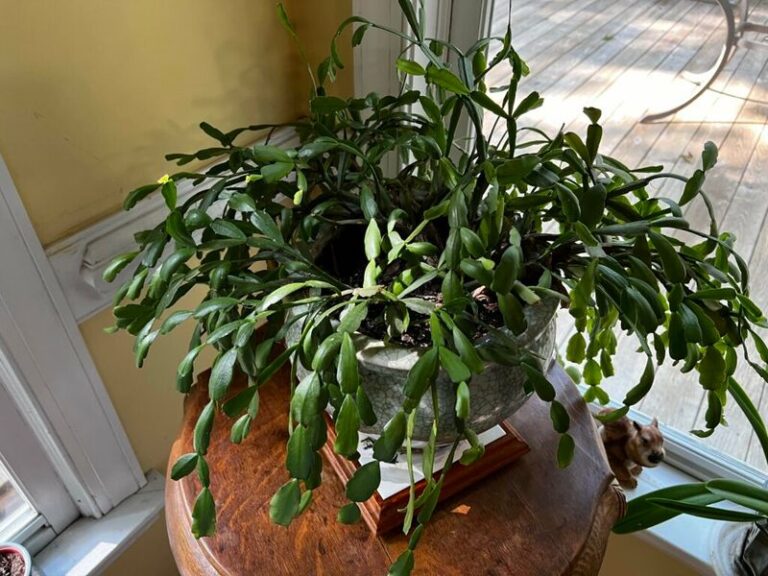 A Limp, Shriveled Christmas Cactus May Still Bloom, but Check the Soil Before You Water