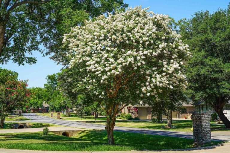Can Crape Myrtle Roots Lift a North Carolina Driveway? What to Check Before You Blame the Tree