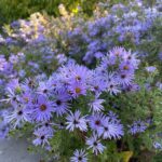 Aromatic Aster: Blue-Purple Color for North Carolina Gardens Through the First Frost