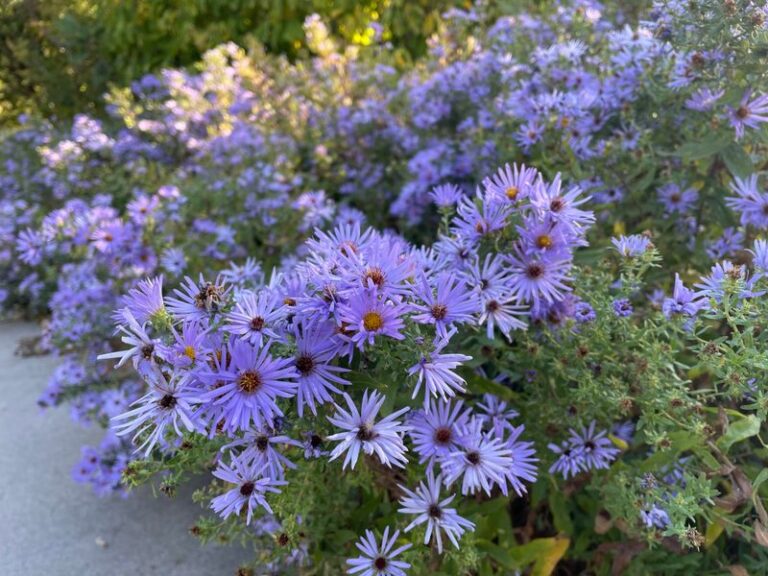 Aromatic Aster: Blue-Purple Color for North Carolina Gardens Through the First Frost