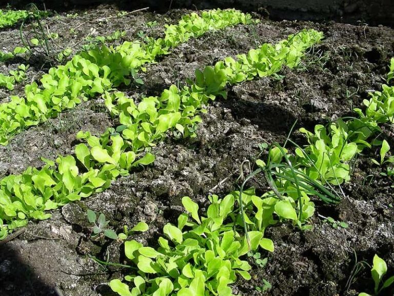 Pale, Stunted Fall Lettuce? Low Fertility Is One Possibility Worth Testing For