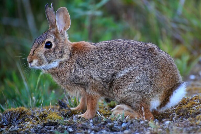 Why You May See Cottontails at Dusk in a Central Texas Garden