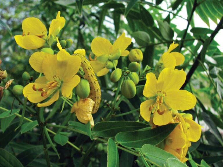 7 Florida Native Plants That Keep Gulf Fritillaries and Sulphurs Breeding in Your Yard All Winter