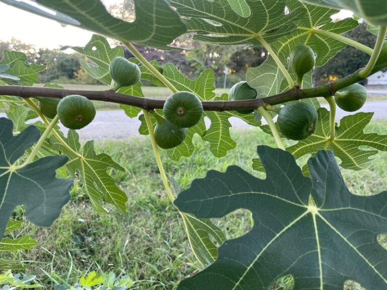 Your fig tree still has hard green figs in late October, and here’s whether any of them will ripen