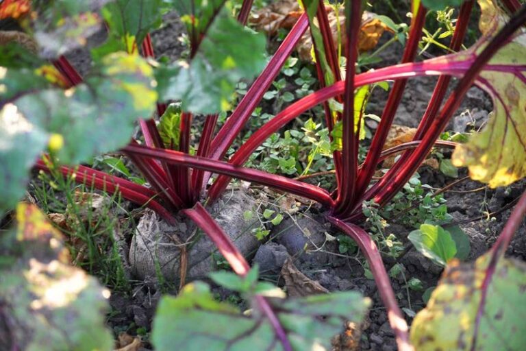 Why Crowded Beets Stay Small, and How Early Thinning Gives Roots Room