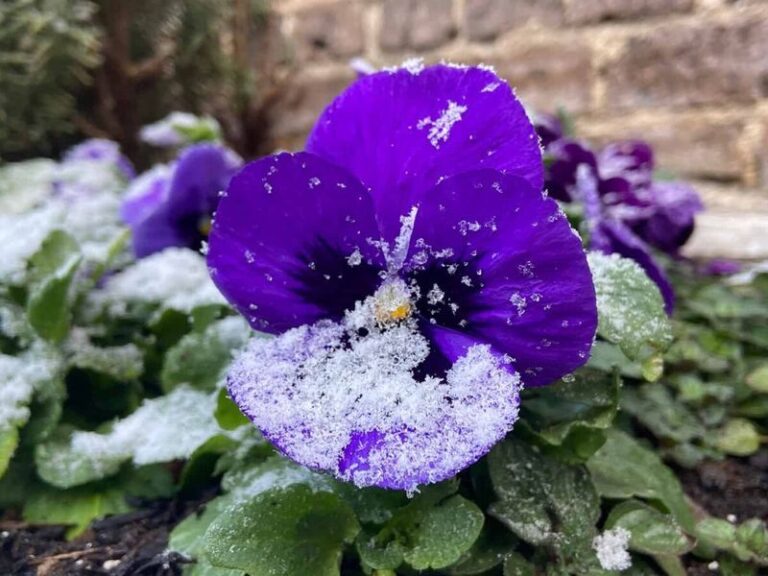 Pansies or Violas: The One That Actually Blooms Through a North Carolina Cold Snap