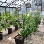 Got overgrown tomato and pepper plants that are finished producing? Pull them now to cut down on carryover problems