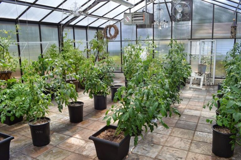 Got overgrown tomato and pepper plants that are finished producing? Pull them now to cut down on carryover problems