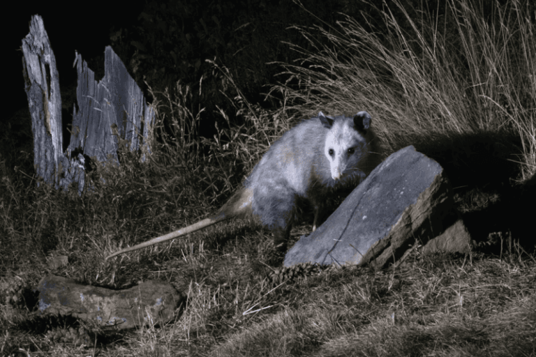 Why an Opossum May Be Sheltering Under Your California Deck, and What It Eats