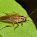 What Catnip Can and Can’t Do Against Texas Rats and Roaches This Winter