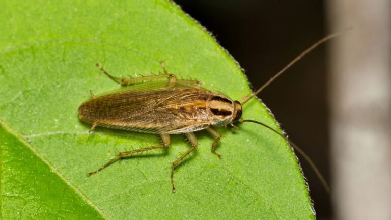What Catnip Can and Can’t Do Against Texas Rats and Roaches This Winter