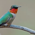 Turk’s Cap Can Give Passing Hummingbirds Another Place to Feed in Central Texas