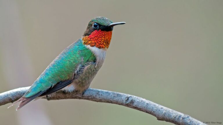 Turk’s Cap Can Give Passing Hummingbirds Another Place to Feed in Central Texas