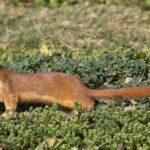 What It Really Means When a Long-Tailed Weasel Shows Up in Your California Yard, and What We Know About Chasing It Off