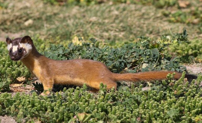 What It Really Means When a Long-Tailed Weasel Shows Up in Your California Yard, and What We Know About Chasing It Off