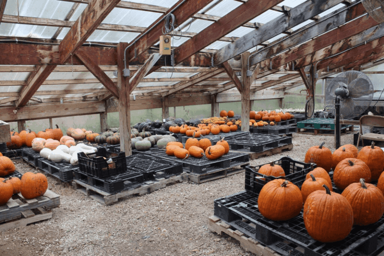 How to Check Winter Squash Maturity and Reduce Storage Decay