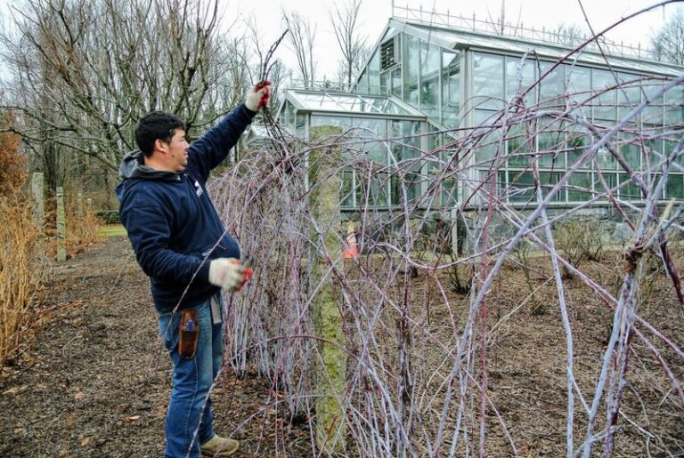 Remove Spent Blackberry Canes and Keep Healthy New Ones to Support Next Year’s Crop