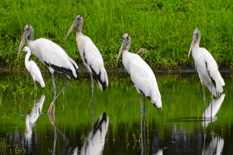 A Wood Stork in Your Florida Yard Is Likely Hunting Nearby Shallow Water