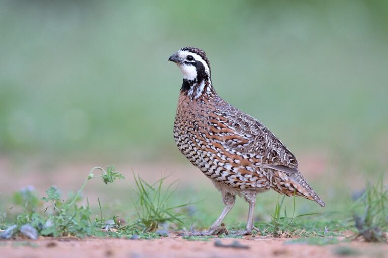 Texas Yards and Quail: How a Habitat Patchwork and Fall Coveys Explain Those Sightings
