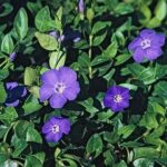 The Familiar Garden Plants More California Counties Are Quietly Banning From Your Yard