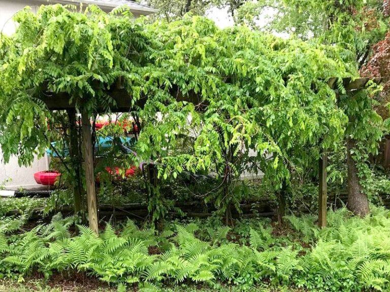Wisteria Grows Huge Vines but Rarely Blooms? Fall Lawn Feeding May Be One Reason