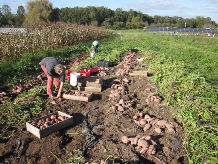 Sweet potatoes left in the ground after the first cold snap rot fast, so dig them up this week