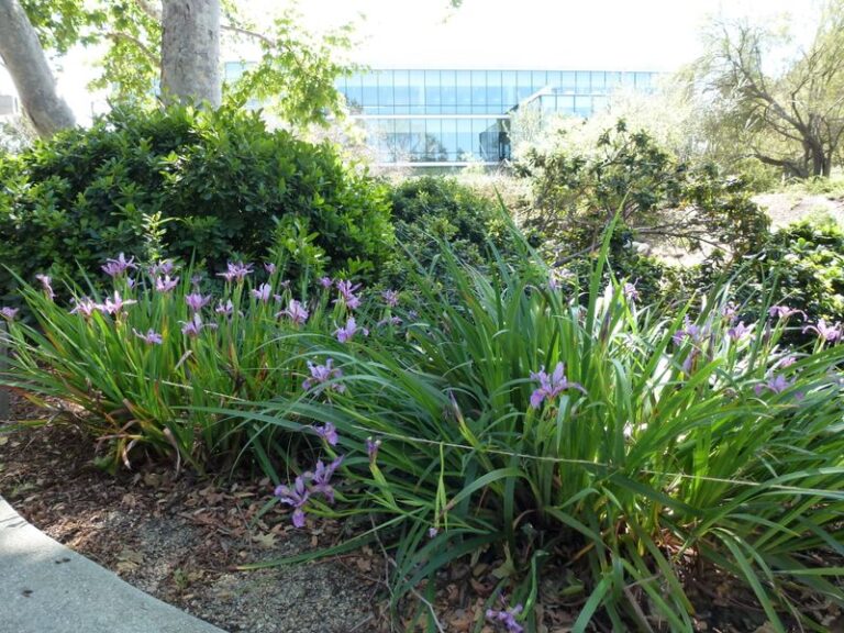 California Native Perennials to Get in the Ground Before November That Fill In More Every Year