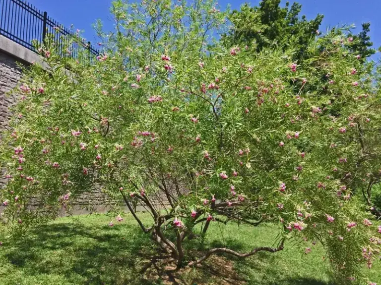 Planting a Desert Willow in Central Texas This Fall Could Give Roots a Head Start on Summer Blooms