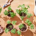 Geranium cuttings may root on a bright windowsill and give you plants for spring, with timing based on your climate