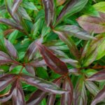 Your Peonies Look Spotted and Floppy Right Now: What Fall Cleanup Can and Can’t Do