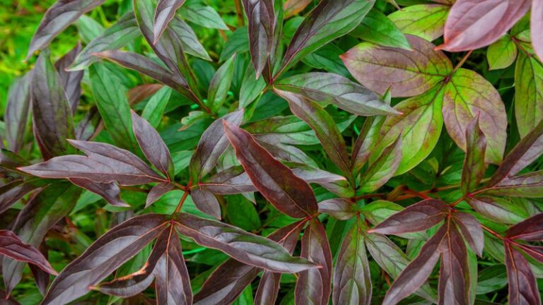 Your Peonies Look Spotted and Floppy Right Now: What Fall Cleanup Can and Can’t Do