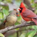Cardinal Pairs in Florida Yards in Winter: What a Yard Can Offer and What It Cannot Control