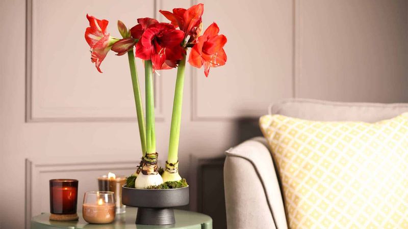 Soggy Pots Can Put Your Amaryllis Bulb at Risk, So Let the Mix Guide Your Watering