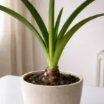 Your amaryllis bulb sits leafy and bloomless every December because it never got its fall rest, and here’s how to give it one now