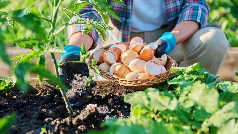 Your Fall Garden Soil Gets Richer for Spring Tomatoes With One Kitchen Scrap You Already Toss
