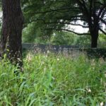 What to Plant in Your Central Texas Yard Before November Arrives Next Week