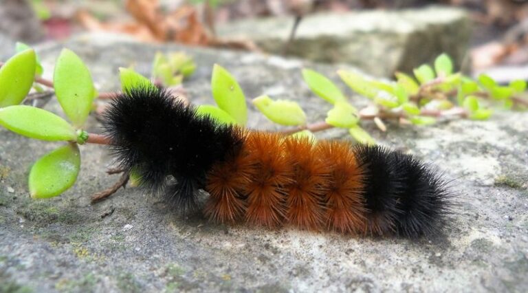 What It Really Means When Woolly Bear Caterpillars Start Crossing Your North Carolina Yard This Fall