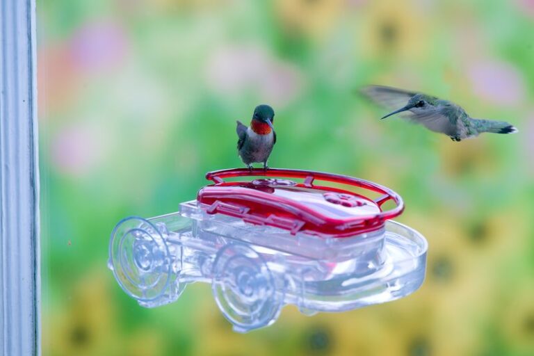Quiet Hummingbird Feeder? How to Reduce Window-Strike Risk and Check Other Factors