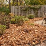 Shredded Leaves for North Carolina Vegetable Beds: A Winter Cover Option for Gradually Better Clay Soil