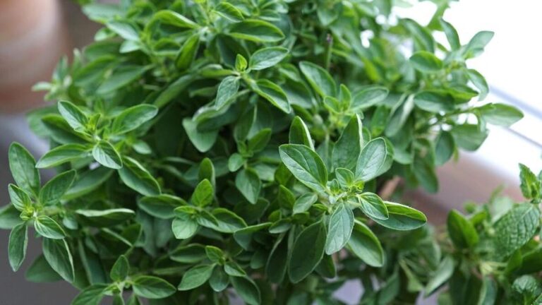 7 Florida Plants That Keep Wasps Away From Your Porch Without Spraying