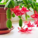 Why Christmas Cactus Buds Drop: Check Moisture and Changing Conditions