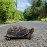 When to Leave a Box Turtle in Your North Carolina Garden and When a Short Move Is Okay