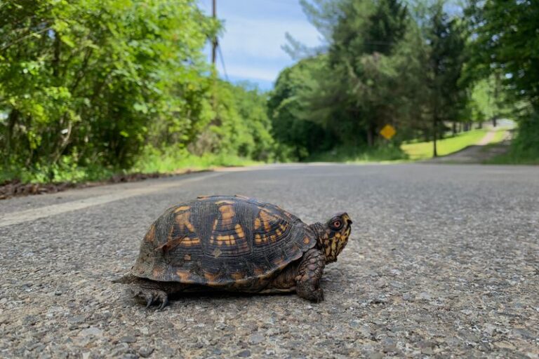 When to Leave a Box Turtle in Your North Carolina Garden and When a Short Move Is Okay