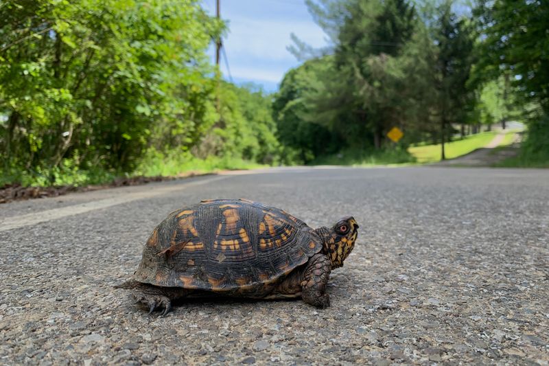 When to Leave a Box Turtle in Your North Carolina Garden and When a Short Move Is Okay