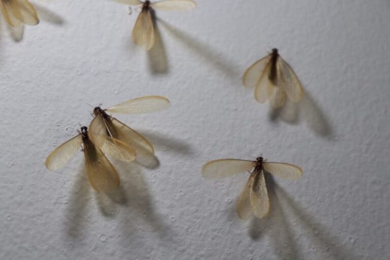 Winged Insects Emerging From the Ground After Rain in California: What It Means for Your Home