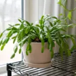 Christmas Cactus With No Buds by Late October? Check Nighttime Light and Temperature